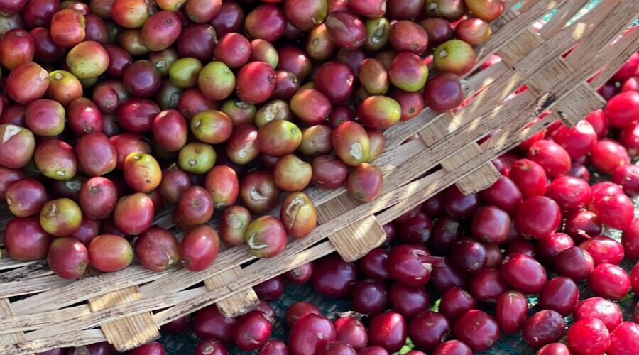 BukuSelectedCherries
