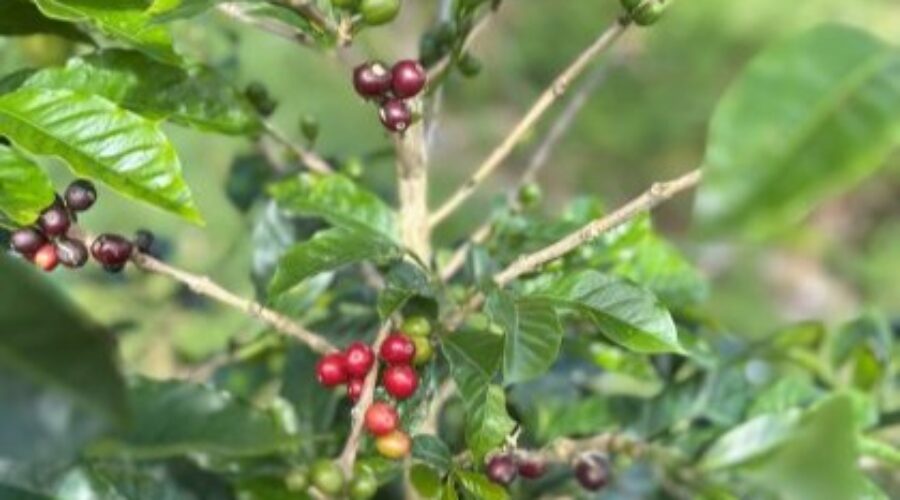 indonesia_gayo_avatara_hendra_vyberova_kava