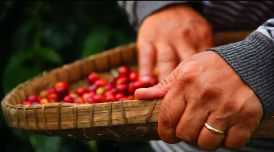 sumatra 2